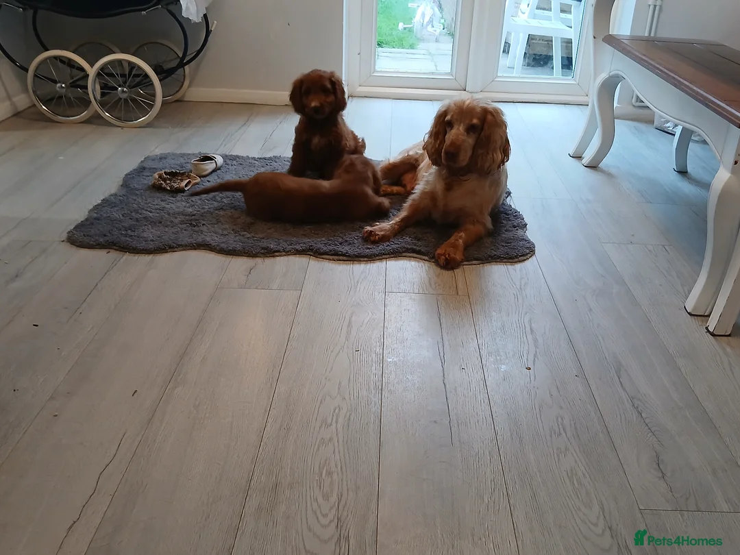 Cockapoo dogs for sale: Red and apricot cockedpoo puppys - Advert 1