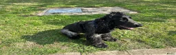 Cocker Spaniel dogs for sale: 2 Year old Male Cocker Spaniel - Advert 5