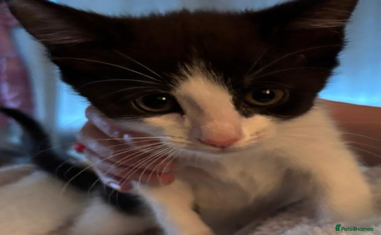 Mixed Breed cats - Advert 14