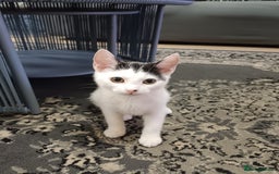 Mixed Breed cats for sale: Gorgeous fluffy sisters in Peterborough - Image 8