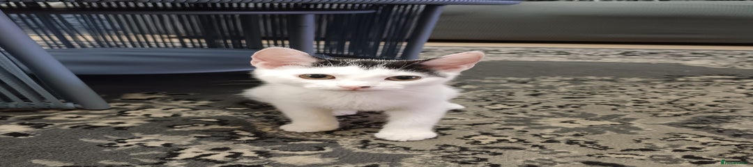 Mixed Breed Kitten 1