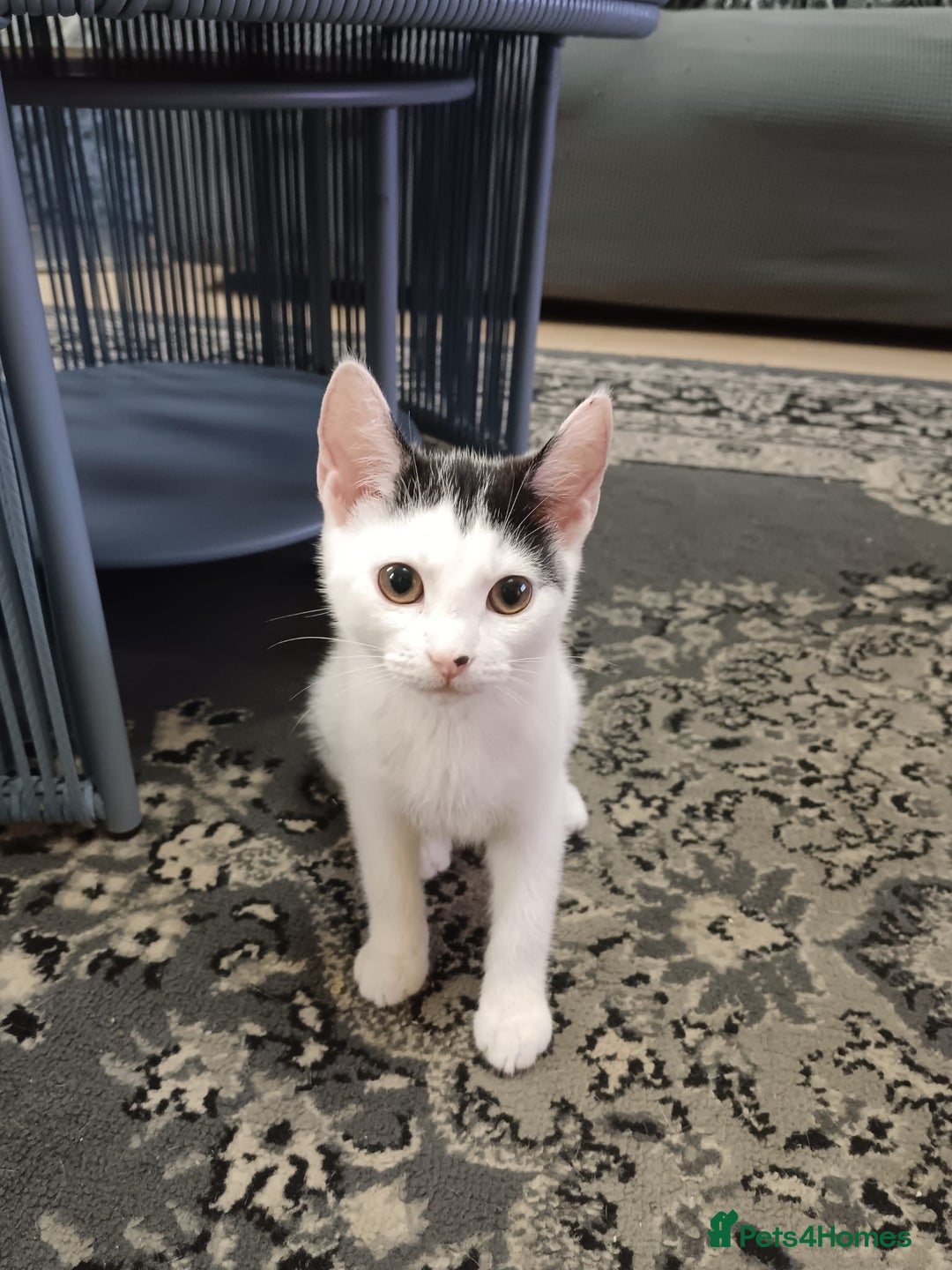 Mixed Breed cats for sale: Gorgeous fluffy sisters in Peterborough - Image 8