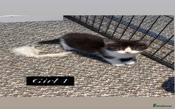 Mixed Breed cats for sale: 4 little girls ready now - Advert 5