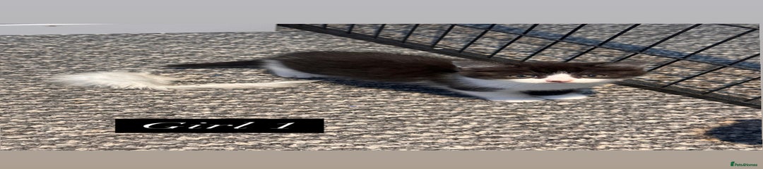 Mixed Breed Kitten 4