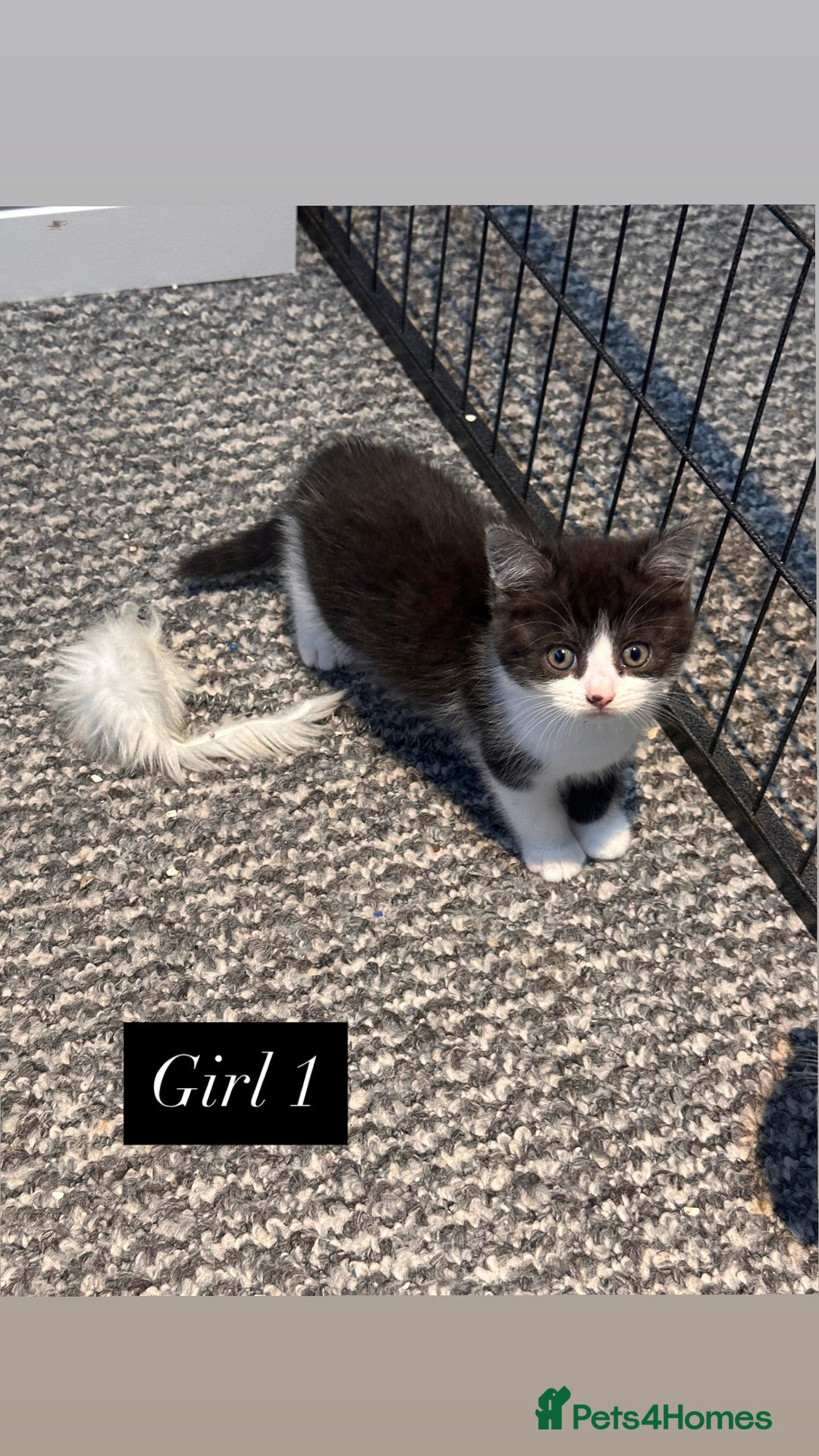 Mixed Breed cats for sale: 4 little girls ready now - Advert 5