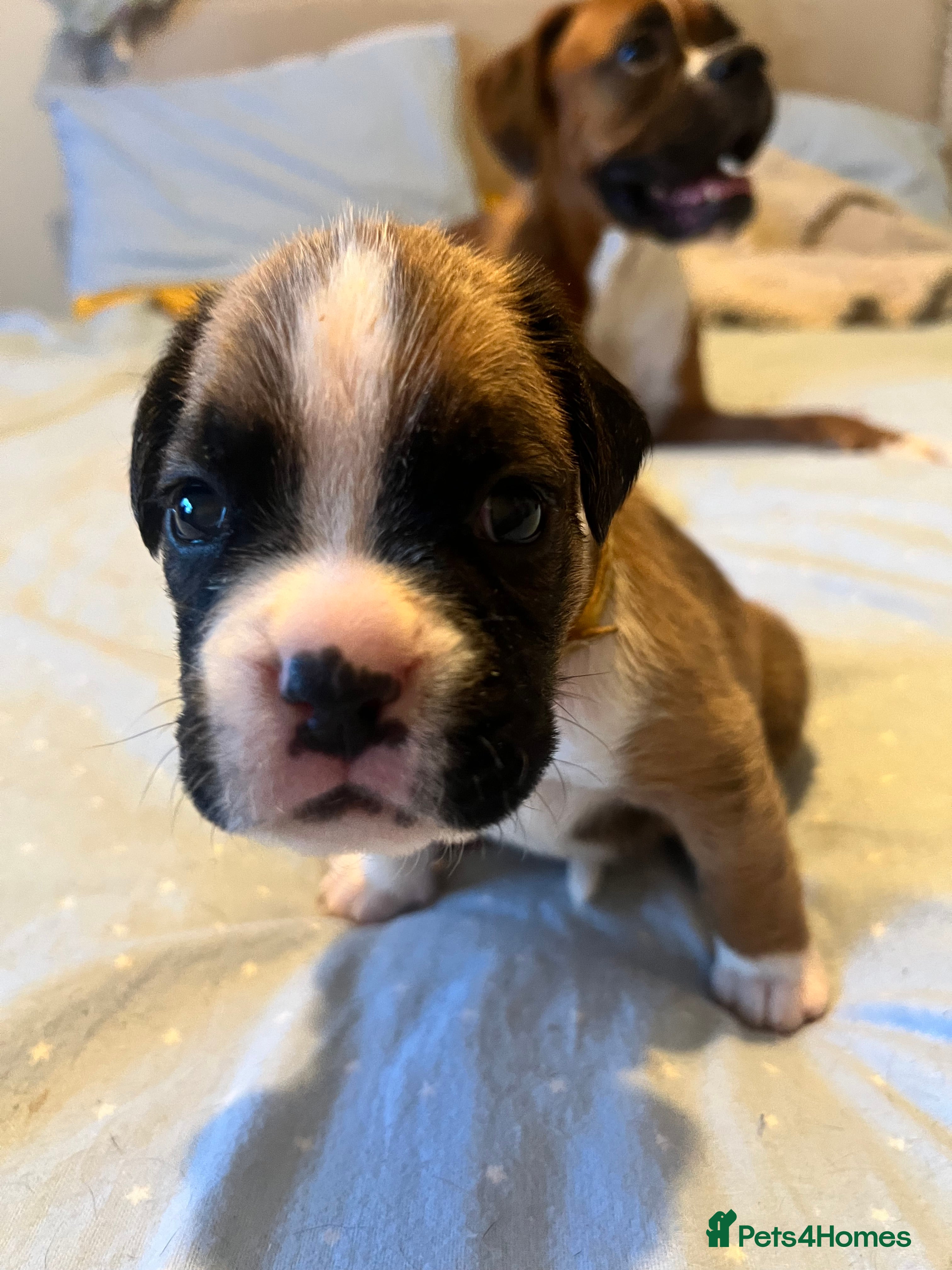 Boxer dogs Boxer pups 3 boys and 1 girl left  - Advert 3