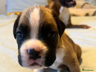 Boxer dogs Boxer pups 3 boys and 1 girl left - Advert 3