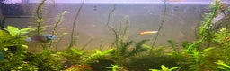 Gouramis fish for sale: 100 litre tank set up for sale  - Advert 3