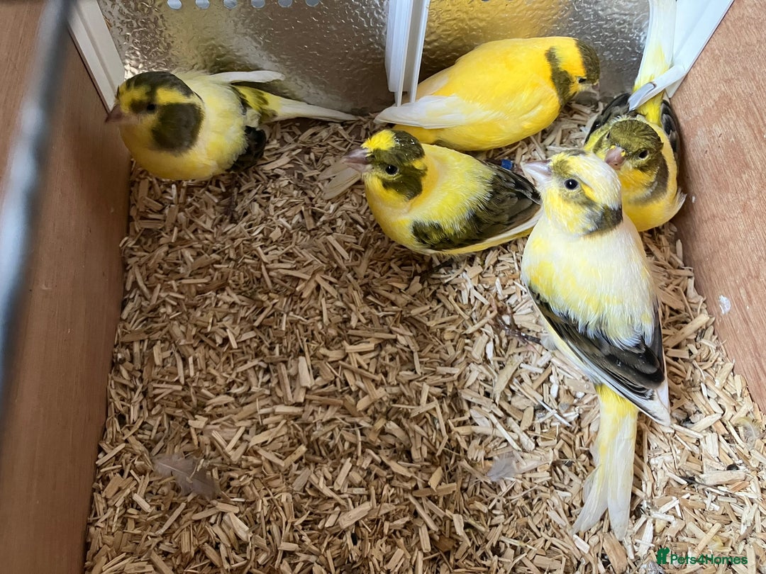Canaries birds for sale: Canaries for sale  - Image 1