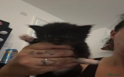 Mixed Breed cats for sale: Beautiful kittens  - Image 3