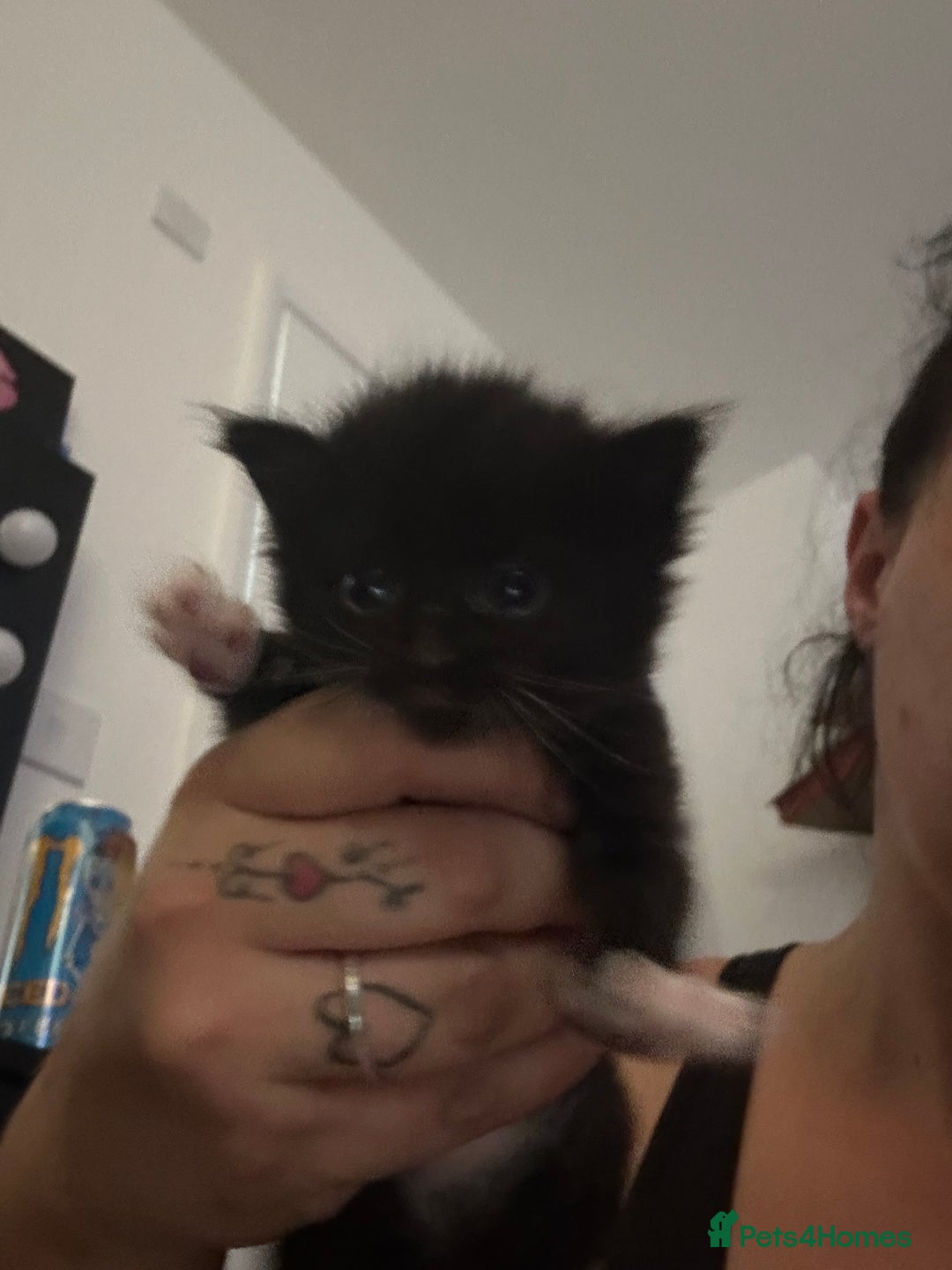 Mixed Breed cats for sale: Beautiful kittens  - Image 3