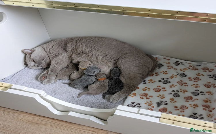 British Shorthair cats Blue British Shorthair Kittens - Advert 1