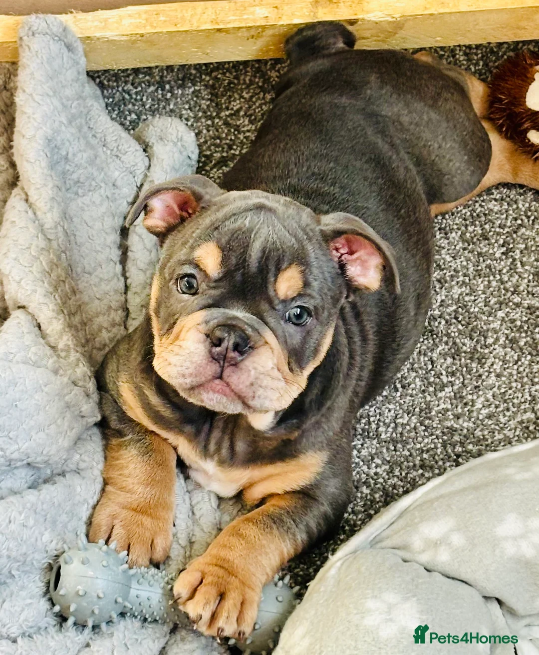 English Bulldog dogs for sale: New English bulldog puppies  in Whitehaven - Advert 2