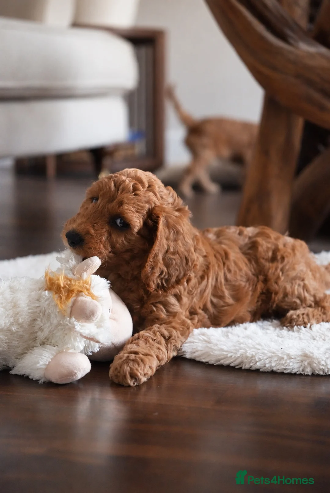 Cockapoo dogs for sale: Deep red F1b miniature Cockapoo girls  in Grantham - Advert 22