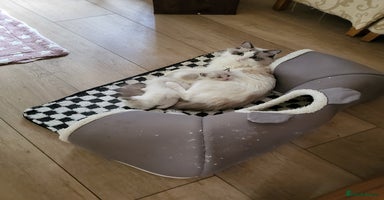 Ragdoll cats - Advert 10