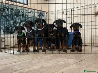 Dobermann dogs Doberman - Advert 3