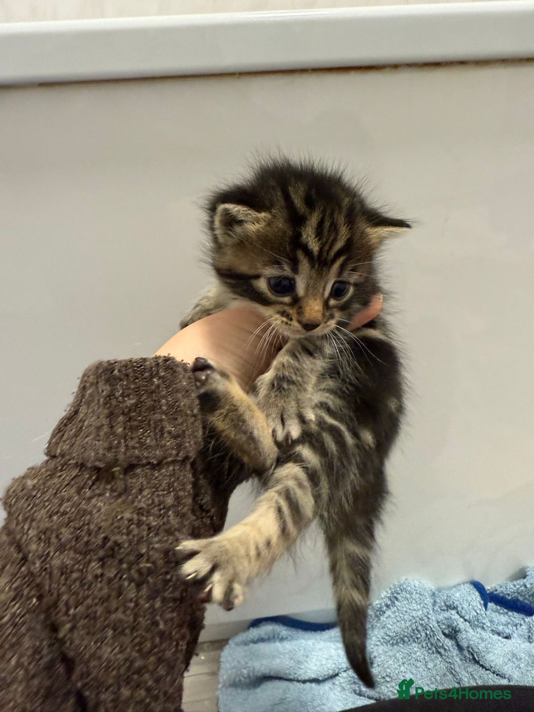 Domestic Shorthair cats for sale: Tabby kittens for sale  - Image 2