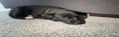 Mixed Breed Puppy 1