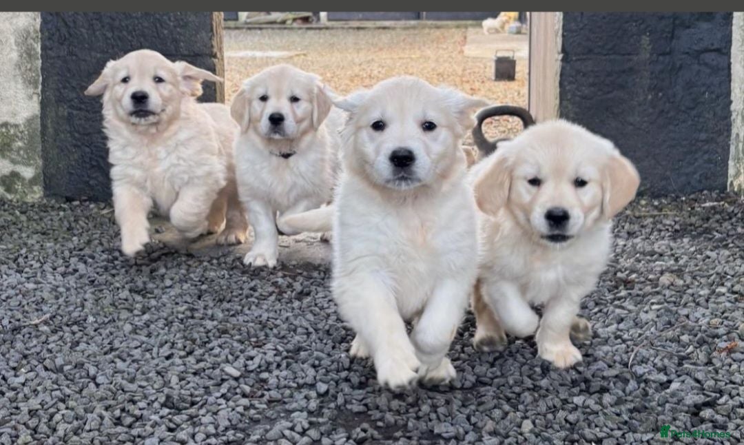 Golden Retriever dogs Golden retrievers - Advert 7