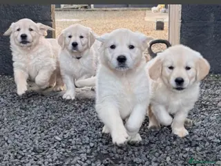 Golden Retriever dogs Golden retrievers - Advert 2
