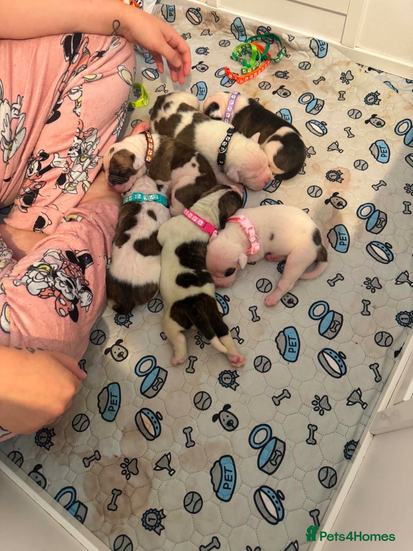 American Bulldog dogs Papered American Bulldog Pups.  - Advert 9