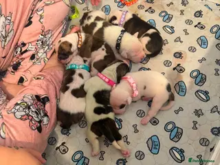 American Bulldog dogs Papered American Bulldog Pups. - Advert 2
