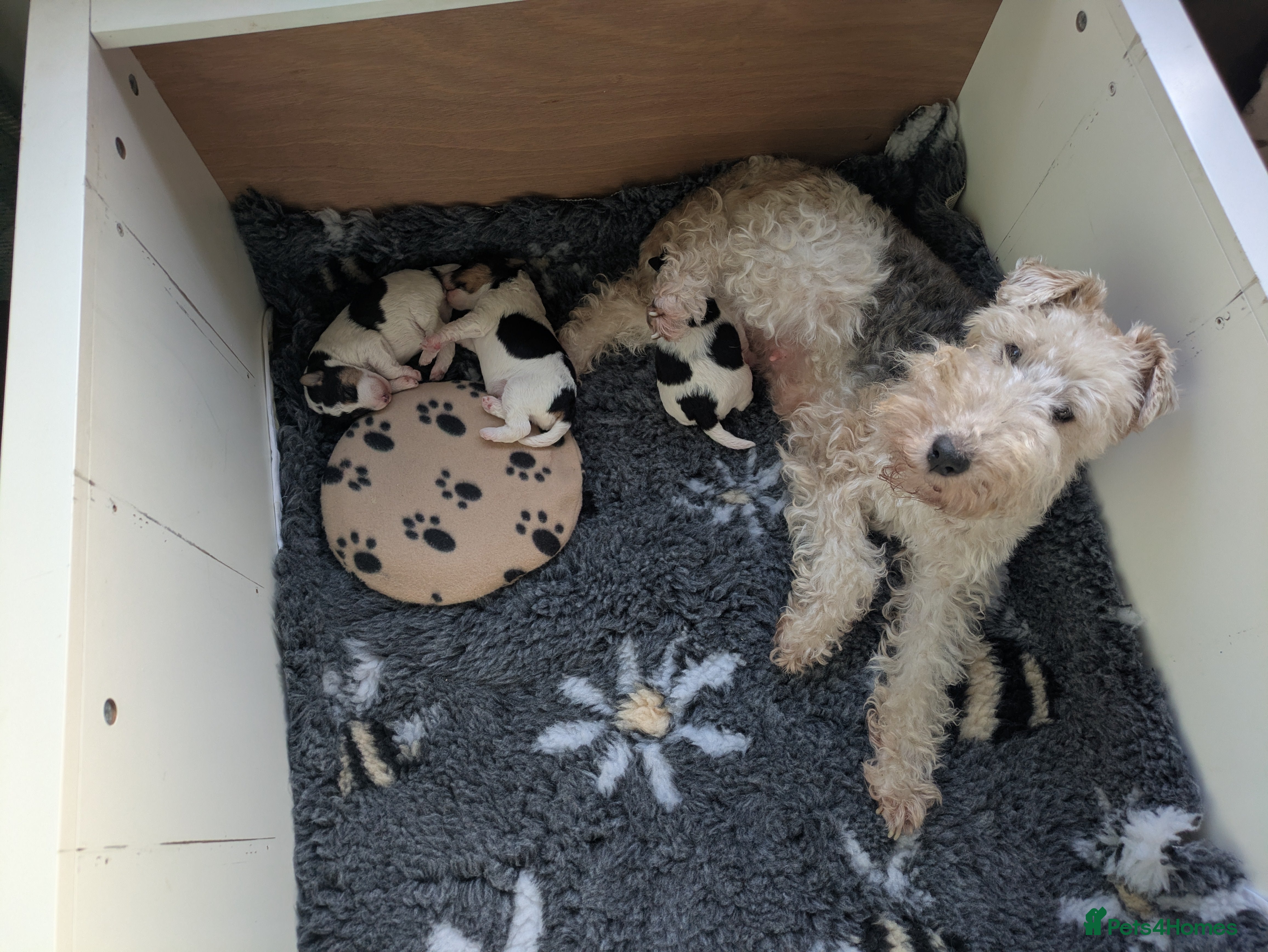 Fox Terrier dogs Beautiful KC litter of ( 3 boys )  in Wisbech - Advert 1