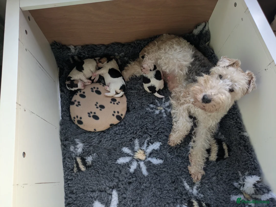 Fox Terrier dogs for sale: Beautiful KC litter of ( 3 boys )  in Wisbech - Advert 1