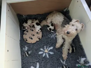 Fox Terrier dogs Beautiful KC litter of ( 3 boys ) - Advert 2