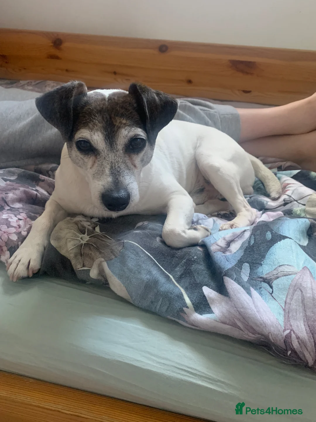 Jack Russell dogs for stud: Alfie in Northolt - Advert 2