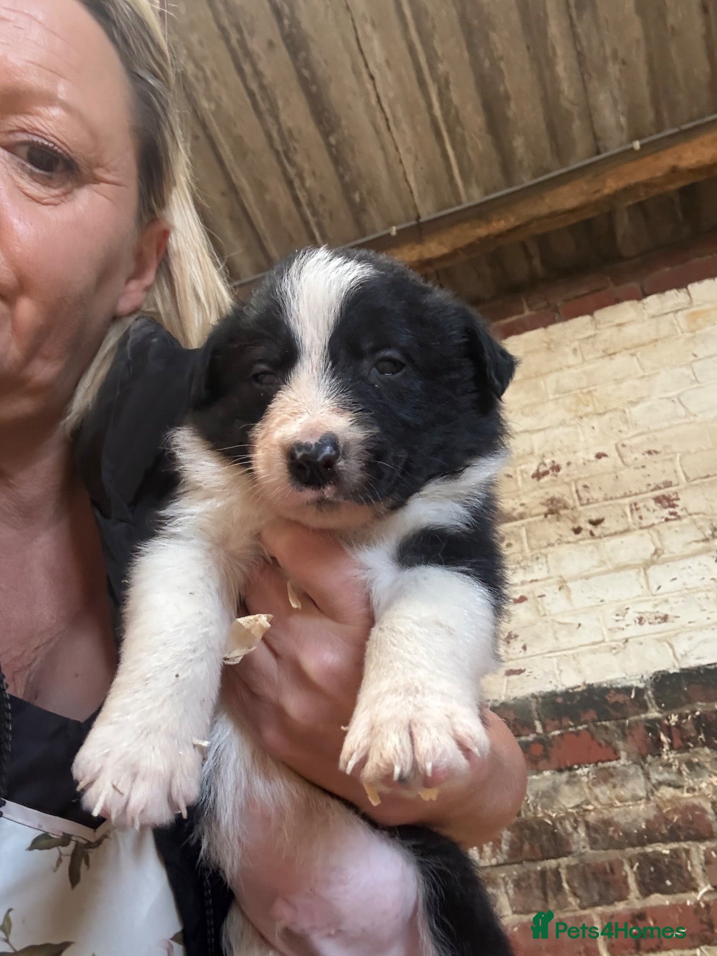 Border Collie dogs Farm Bred Border Collie puppies  - Advert 2