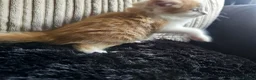 Mixed Breed cats for sale: Beautiful Kittens - Advert 15