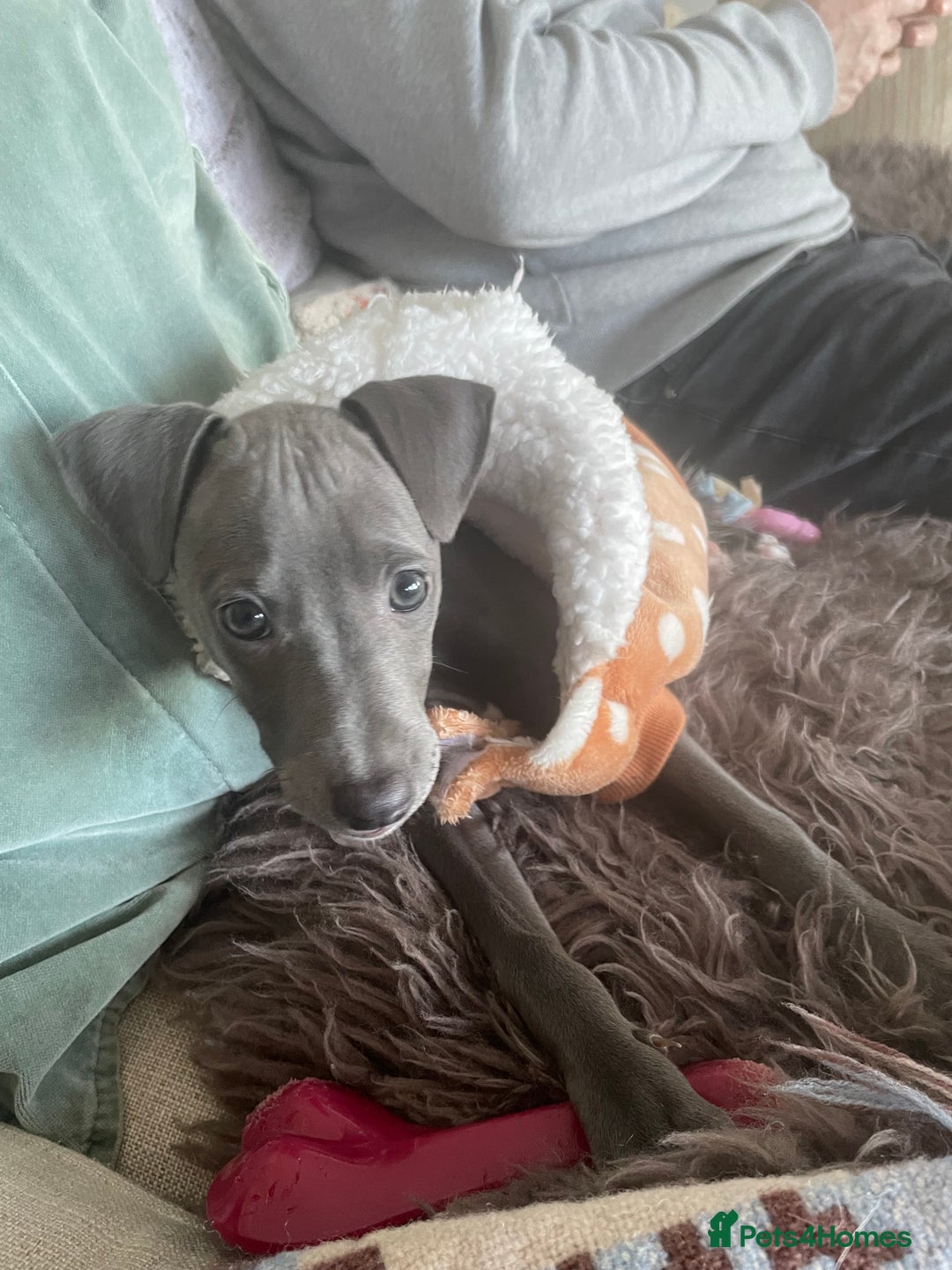 Mixed Breed dogs for sale: Beautiful Blue Whippet X Italian Grey Puppy - Advert 1