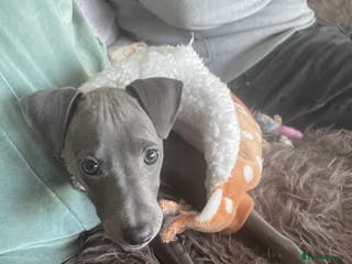 Mixed Breed dogs Beautiful Blue Whippet X Italian Grey Puppy - Advert 1