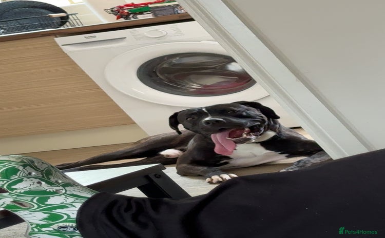 Cane Corso dogs - Advert 1