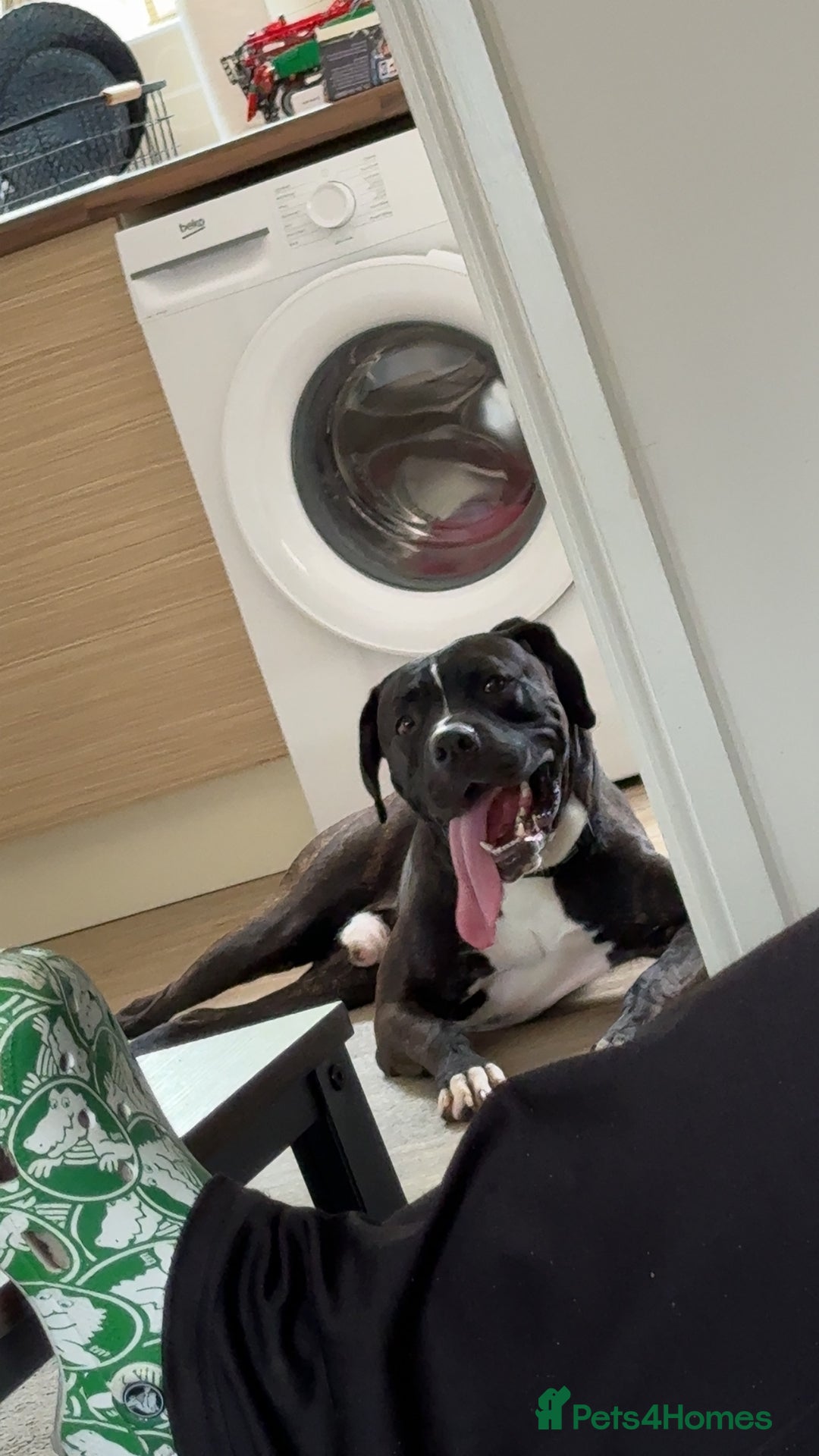Cane Corso dogs for sale: Tyson - Image 1
