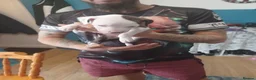 Staffordshire Bull Terrier dogs for sale: Puppy Staffordshire Bull Terrier - Advert 10