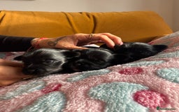 Yorkshire Terrier dogs for sale: Black Onyx Yorkie ready to Reserve 🖤 - Image 4