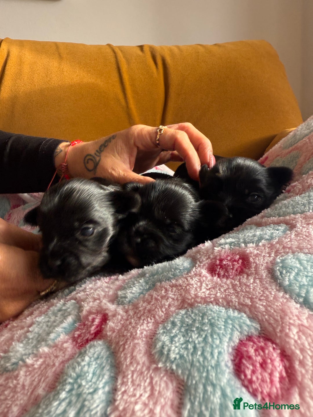 Yorkshire Terrier dogs for sale: Black Onyx Yorkie ready to Reserve 🖤 - Image 4