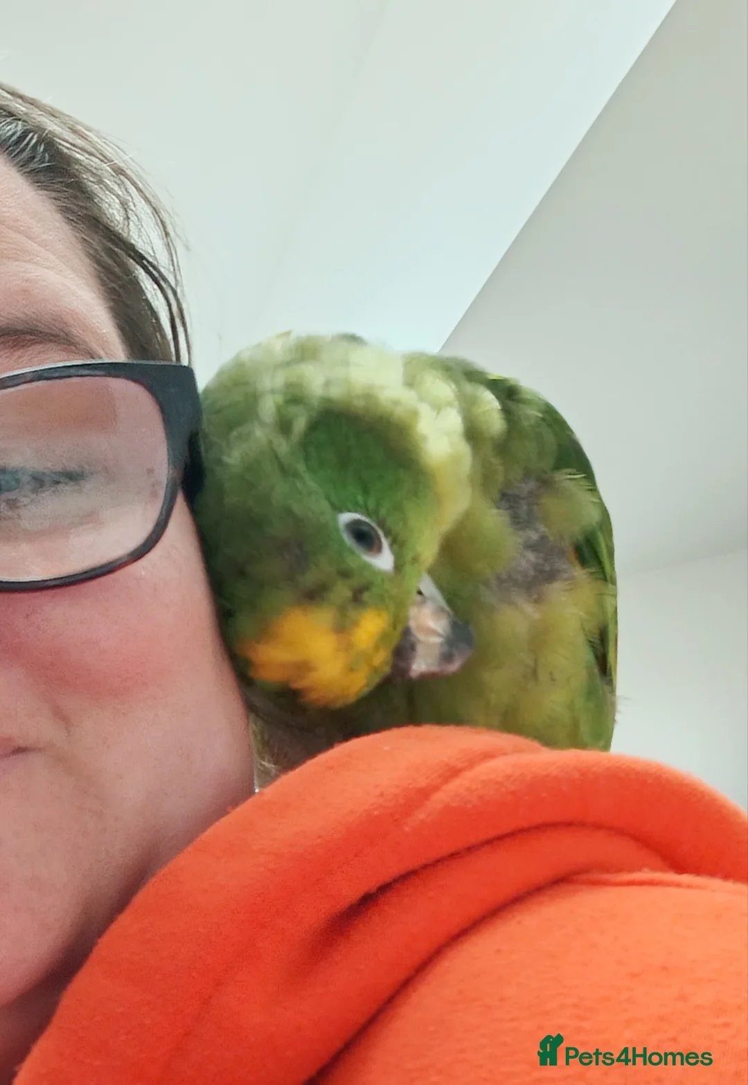 Parrots birds for sale: Tame Yellow fronted amazon  in Lytham Saint Annes - Advert 2