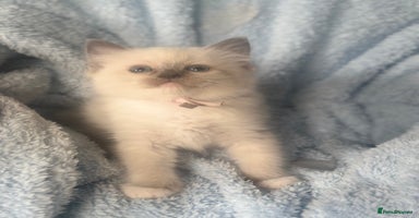 Ragdoll cats - Advert 8