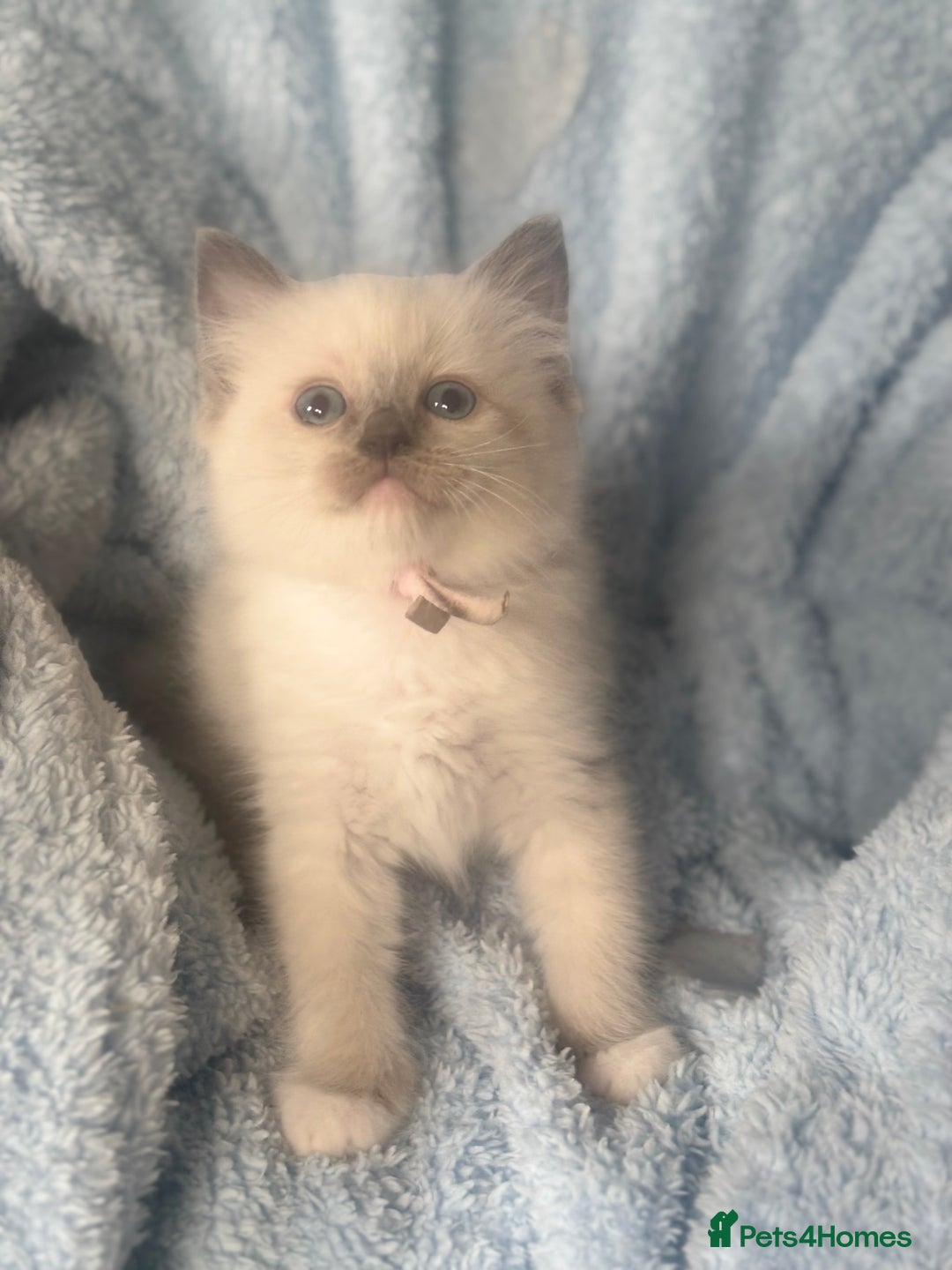 Ragdoll cats for sale: Gorgeous Ragdoll Kittens - Ready to leave now - Image 2