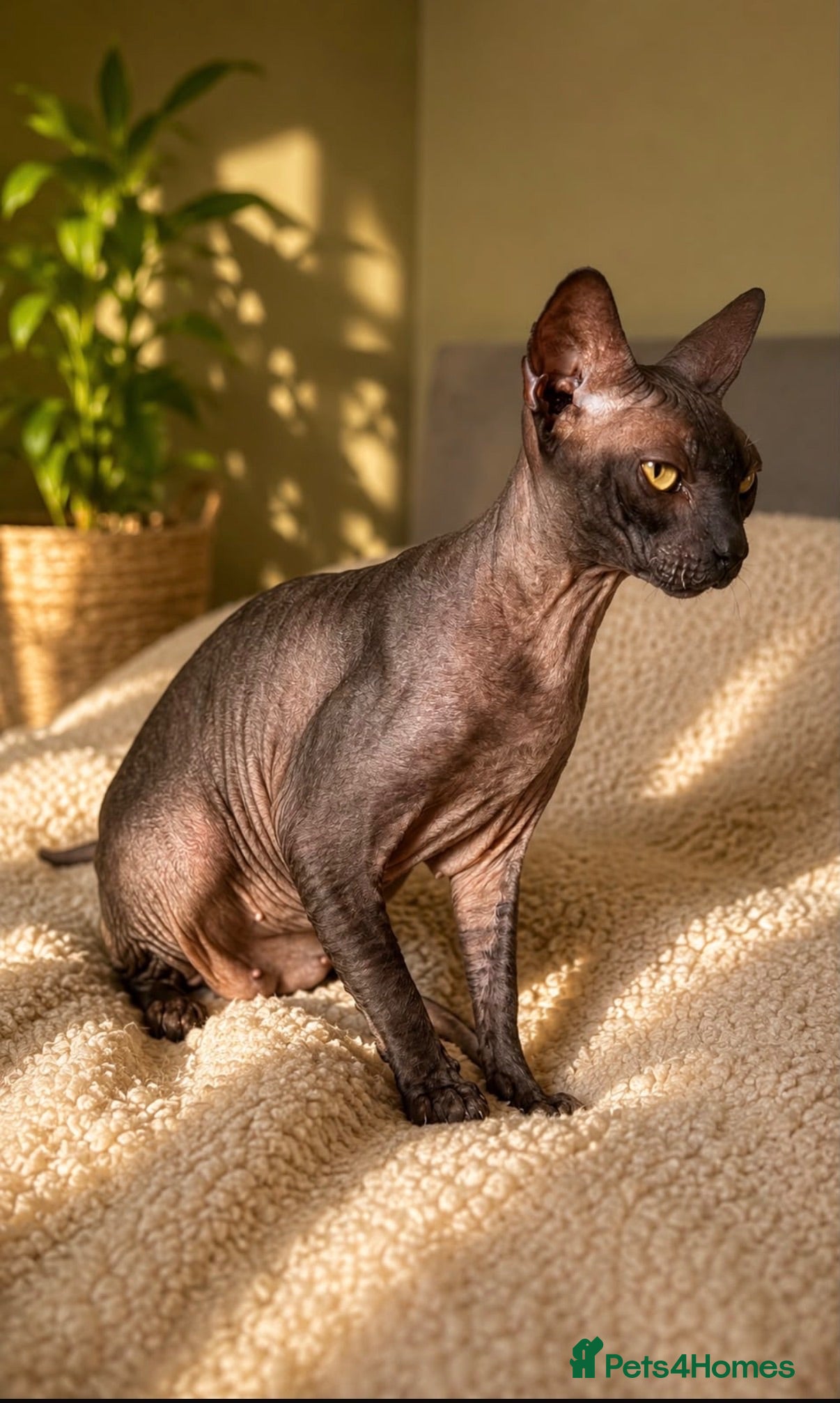 Cornish Rex cats Stunning Black Female Cornish Rex  - Advert 3