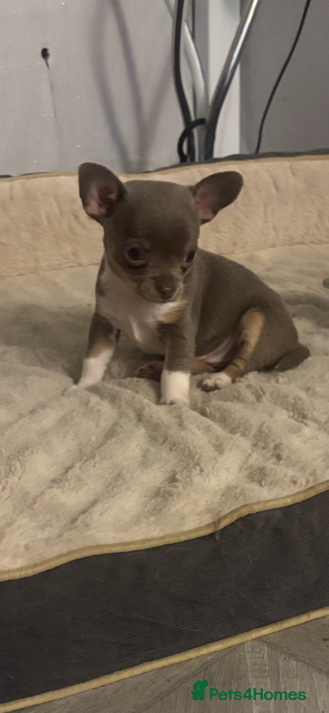Chihuahua dogs for sale: Ready now ***Lilac girls - Image 24