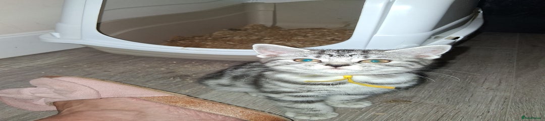 British Shorthair Kitten 4