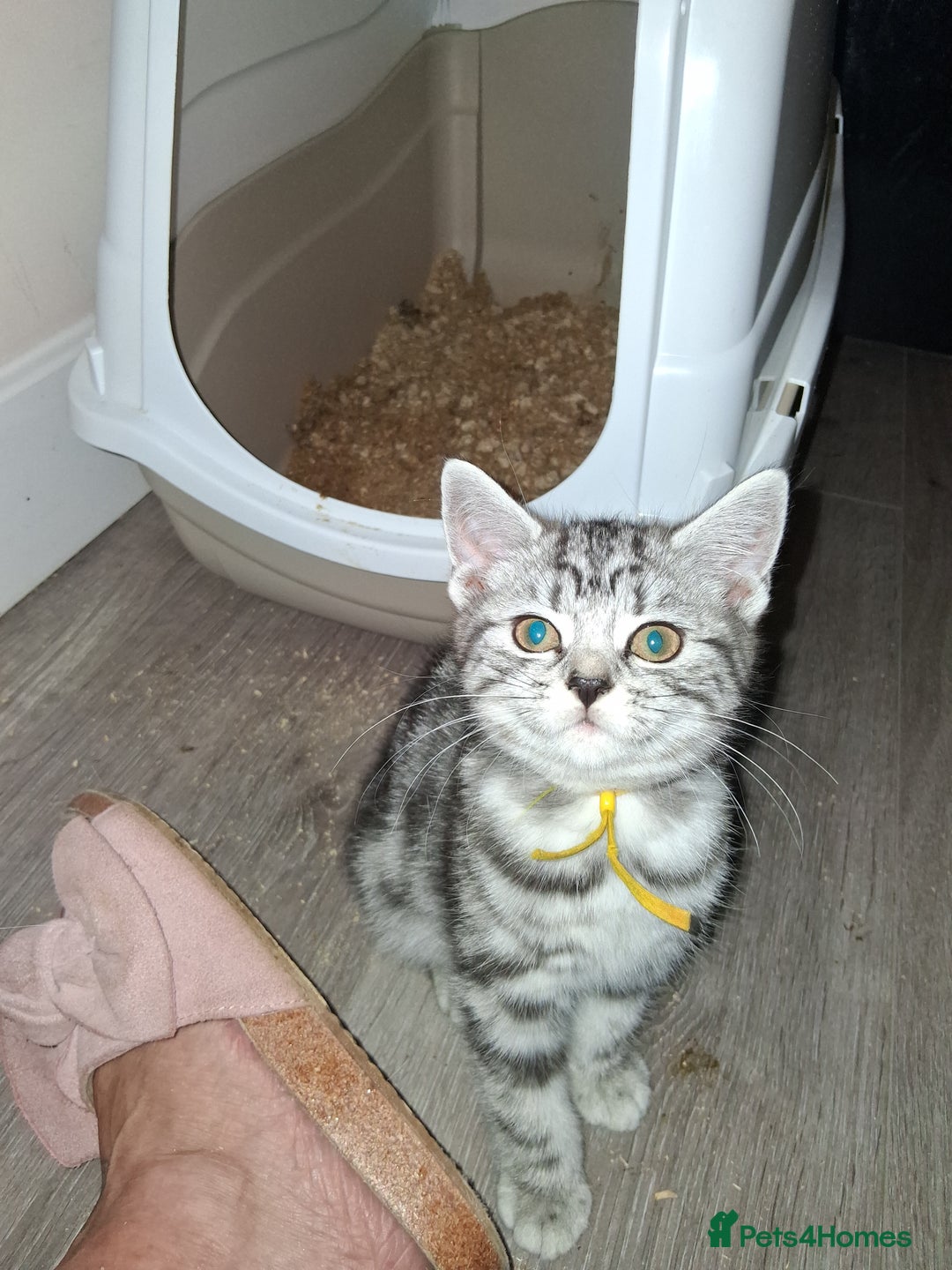 British Shorthair cats for sale: GCCF registered British Shorthair tabby kittens - Image 11