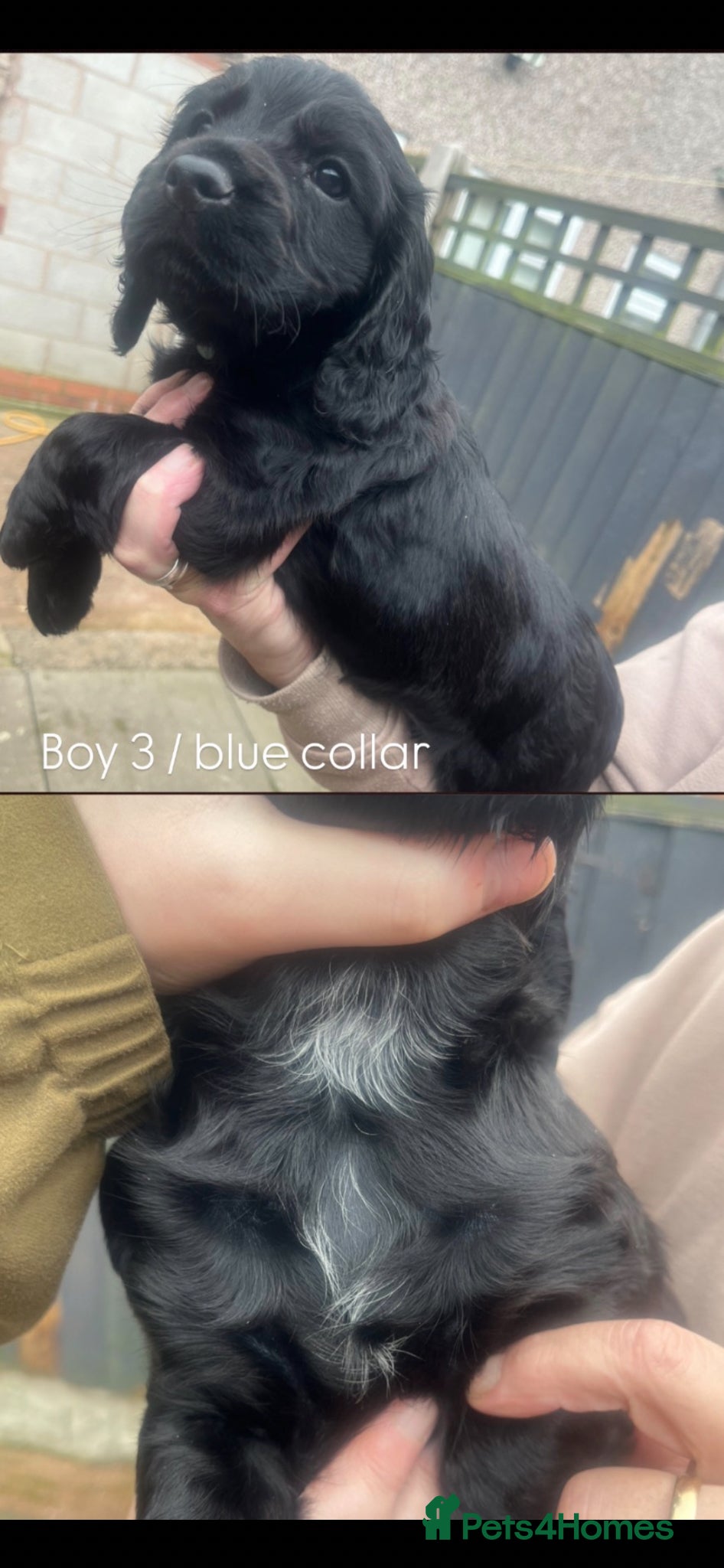 Cocker Spaniel dogs MOELFAMAU / MAESYDDERWYN PUPS - Advert 12