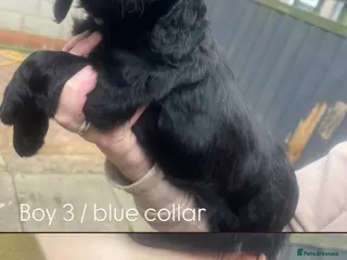 Cocker Spaniel dogs MOELFAMAU / MAESYDDERWYN PUPS - Advert 12