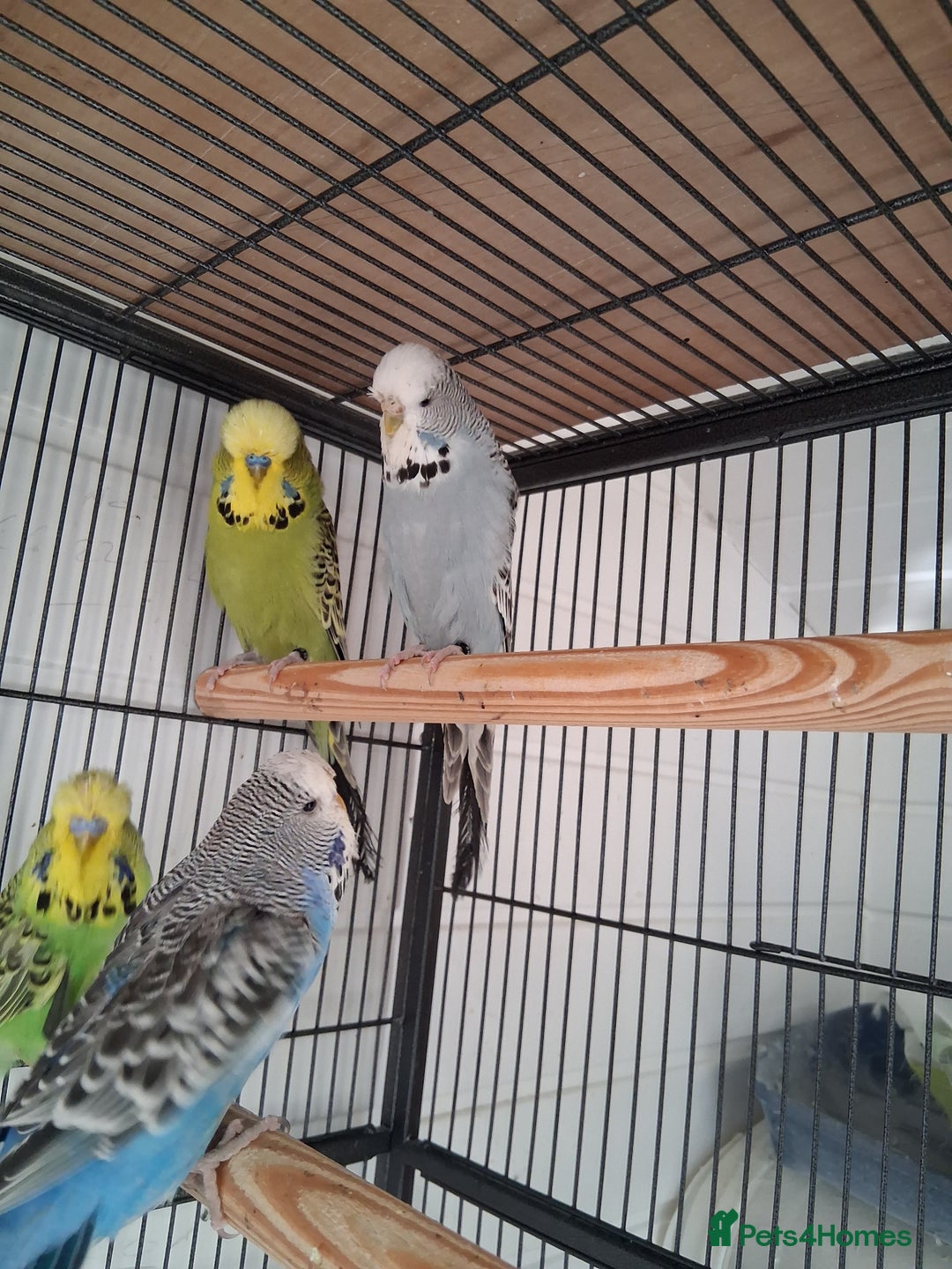 Budgerigars birds for sale: Exhibition Budgerigars - Advert 8