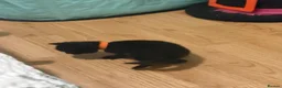 Domestic Shorthair cats for sale: 4 beautiful kittens looking for a loving home - Advert 19